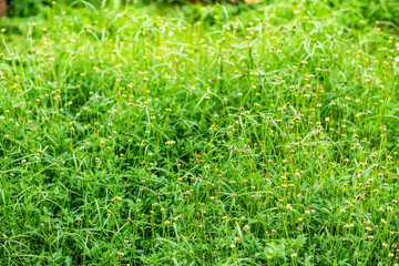 Green grass in the sunny day.