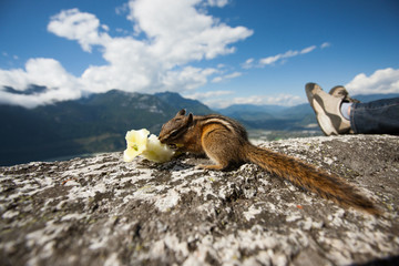  chipmunk squirrel blue sky apple