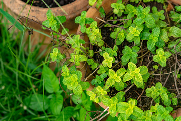 Green grass in the sunny day.