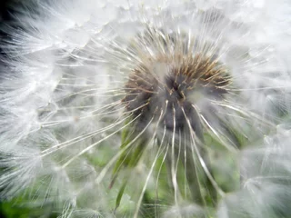 Fototapete Fluffy dandelion under sunlight against a backdrop of green grass © Deilline