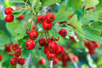 Obraz premium Majuelo con frutos, majuelas. Crataegus monogyna. Frutos del bosque.