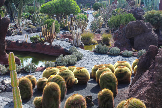 Jardin de Cactus - Lanzarote / Canarias (Spain)