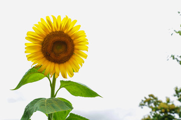 sunflower with white sky background