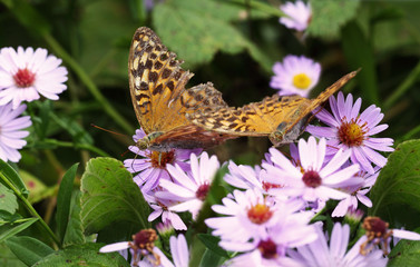A pair of beautiful butterflies drinks nectar of purple asters ....