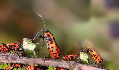 In the group of red beetles, one stands on its hind legs, like a sentinel ...