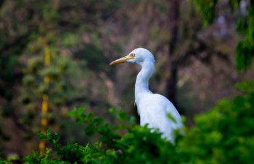 Cattle Egret in the garden in its natural habitat in a soft blurry background.