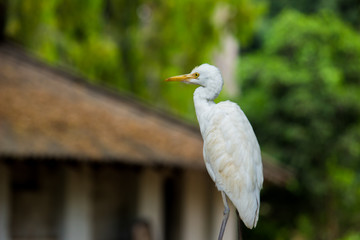 Cattle Egret in the garden in its natural habitat in a soft blurry background.