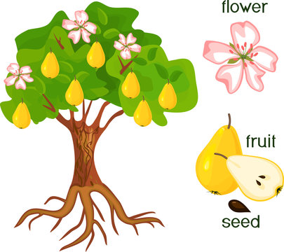 Parts of plant. Morphology of pear tree with fruits, flowers, green leaves and root system isolated on white background