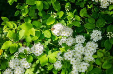 white small flowers bloom in spring on a branch
