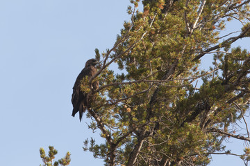 Golden Eagle in Yellowstone National Park, Wyoming, USA
