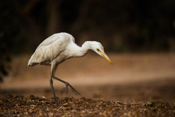 Cattle Egret in the garden in its natural habitat in a soft blurry background.