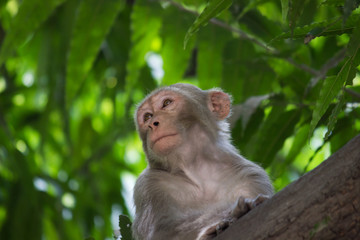 The Rhesus Macaque Monkey  sitting on the tree in its natural habitat.
