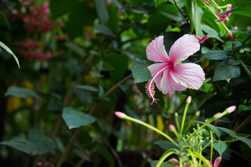 Hibiscus flower hanging from the plant in the garden in soft blurry background