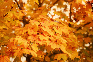Yellow autumn maple leaves, tree branch
