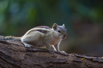 Squirrels are members of the family Sciuridae, a family that includes small or medium-size rodents....