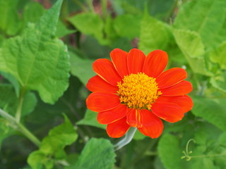 orange flowers with yellow pollen on the green leaves background (Orange Mexican sunflower or Tithonia Rotundifolia)