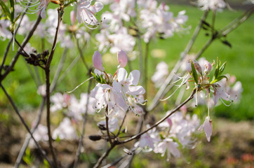 soft lilac flower blossoms in spring on a green background