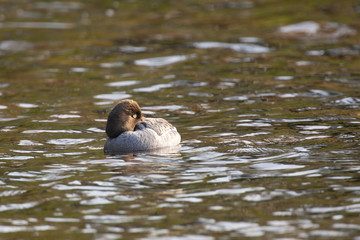 Common Goldeneye duck in Baxter State Park, Maine USA