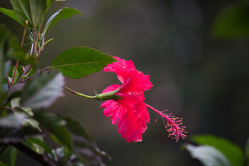 Hibiscus flower hanging from the plant in the garden in soft blurry background