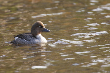Common Goldeneye duck in Baxter State Park, Maine USA