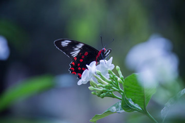 Common Mormon Butterfly sitting on the flower plants with wings wide open in its natural habitat on a beautiful Spring morning.