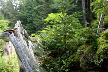 Petit sapin grandissant dans une souche