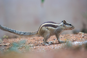 Squirrels are members of the family Sciuridae, a family that includes small or medium-size rodents. The squirrel family includes tree squirrels, ground squirrels, chipmunks, marmots, flying squirrels,