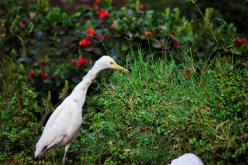 Cattle Egret in the garden in its natural habitat in a soft blurry background.