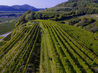 Weinberge Reben mit Drohne 