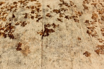 ants on a background