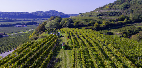 Weinberge Reben mit Drohne 