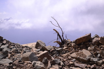 dry tree in mountain