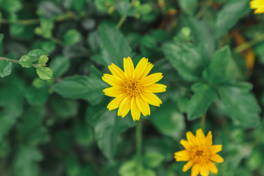 Yellow flower on center of image with blur background