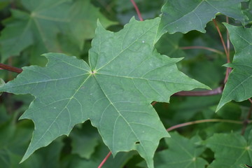 green leaves of a tree