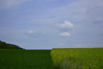 Horizon of a beautiful field and sky