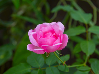 Single Pink Wild Rose