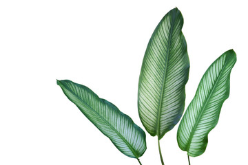 Ornamental Green Leaves of Pin-stripe, Calathea ornata Plant Isolated on White Background