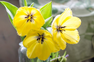 Fototapeta premium Gently yellow three tulips in a vase