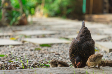 Hens and children are tricky with blur nature light blub background