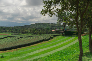 Scenic view of  Choui fond tea plantation with blue sky background