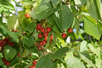 red berries on a branch