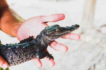 Baby crocodile held in hands
