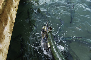 Feeding Big Tarpon