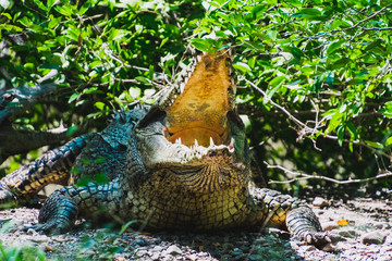 crocodile with mouth open