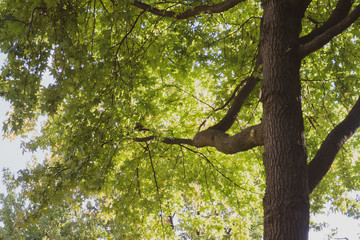 Baum in der Herbstsonne