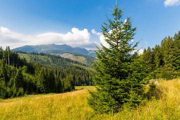 Fototapeta na wymiar Pine tree on mountain meadow in Tatras