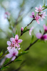 Gently Lilac flowers is blooming at spring closeup