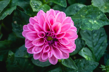 Obraz premium Dahlie auf grün