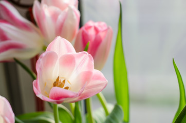 Fototapeta premium Gently white pink three tulips on light background