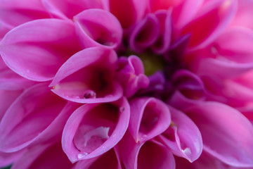 Dahlienblüte mit Wassertropfen